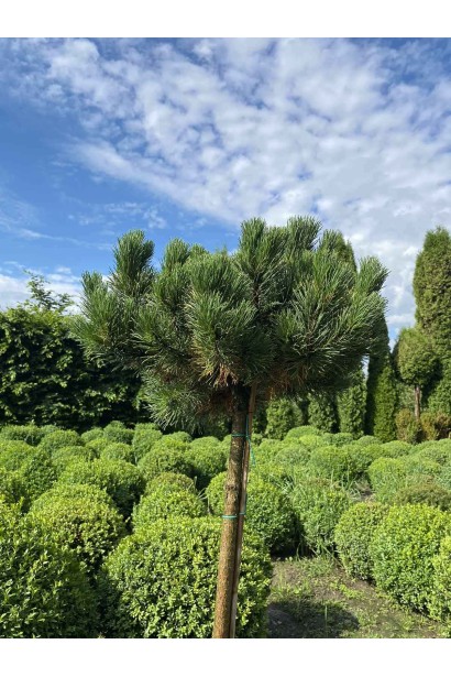 Сосна гірська Швайзер Турист  - 15л/вис.100-120см/Ø50-60см/ШТАМБ 80-90см